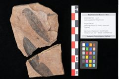 Foto (Objekt + Etikett) von Quercus palaeoilex Ettingshausen (NHMW-GEO-2024-0188-0768)